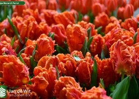 Tulipa Monarch Parrot ® (3)